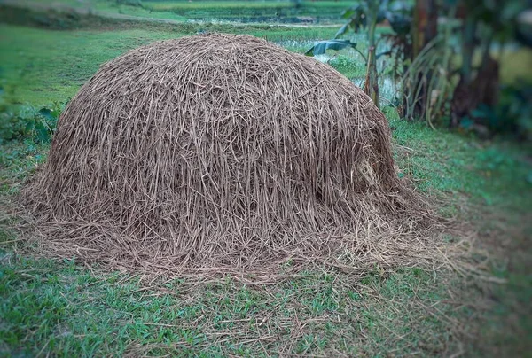 Rijst Hooi Het Groene Gras Koe Voeden — Stockfoto