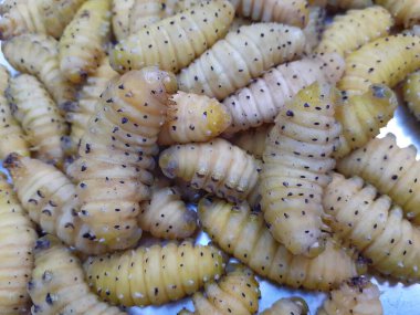 Sarımsı ipek böceği ya da tırtılın yakın çekimi. İpek böceği koltukları dut yaprakları. Güve ipek lifini üretir. İpek böceği yemek olarak da yenilebilir.