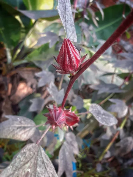 Красный Цветовой Розель Hibiscus Sabdariffa Растении Розовое Растение Имеет Много — стоковое фото