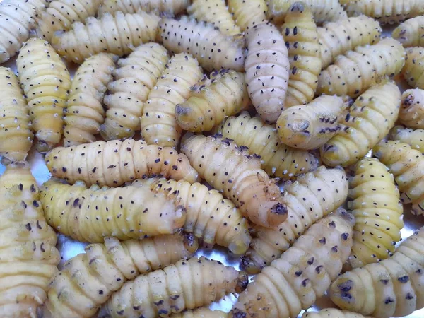 Closeup image of yellowish silkworm or caterpillar. Silkwormseats mulberry leaves. The moth makes the silk fiber. Silkworm can also be eaten as food