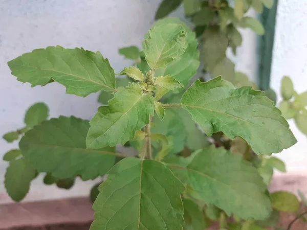 神圣的罗勒或郁金香植物 这种植物在印度受到印度教徒的崇拜 神圣的罗勒植物对健康有许多好处 — 图库照片