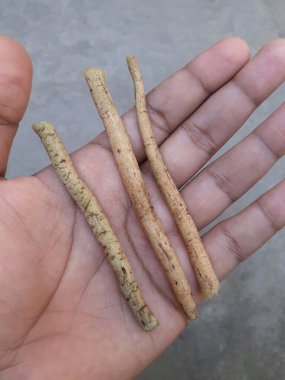 Elinde shatavari ya da kuşkonmaz racemosus kökü var. Geleneksel Hint tıbbında kullanılan bir bitki. Kök ilaç yapımında kullanılır. Birçok sağlık faydaları var..