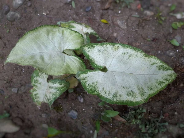 Syngonium Podophyllum Colocasia Esculenta Taro Plant Листья — стоковое фото