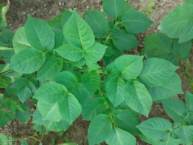 Bahçedeki yeşil patates bitkileri. Köyde patates yetiştirme.