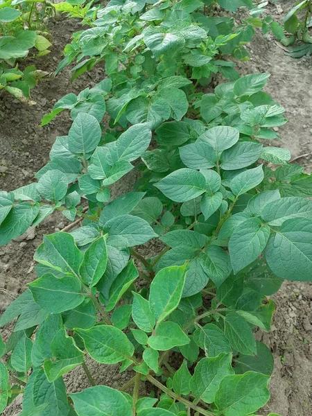 Green potato plants in the garden. Potato cultivation in a village