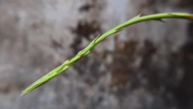 Kuşkonmaz racemosus veya Shatavari bitki tomurcuğu gri duvar arka planında