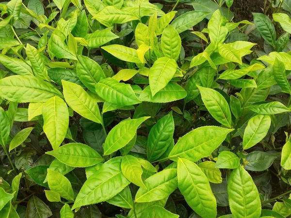 Green tea leaves in the garden. Tea plant background. Tea agriculture in Assam, India