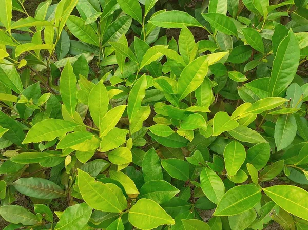 Hojas Verde Jardín Fondo Planta Agricultura Del Assam India —  Fotos de Stock