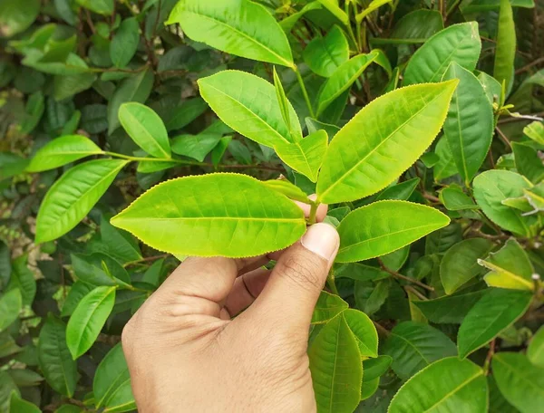 Mano Maschile Che Tiene Foglie Verde Coltivazione Assam India — Foto Stock