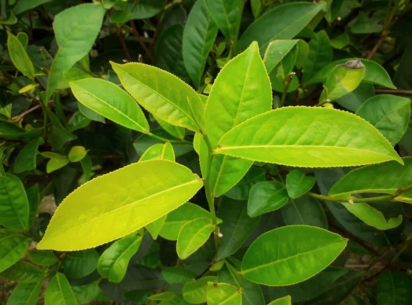 Hojas Verde Jardín Fondo Planta Agricultura Del Assam India —  Fotos de Stock