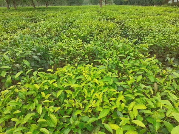 Groene Thee Tuin Thee Landbouw Assam India — Stockfoto