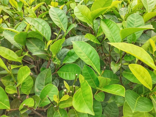 Zielona Herbata Ogrodzie Tło Rośliny Herbaty Herbata Rolnictwa Assam Indie — Zdjęcie stockowe
