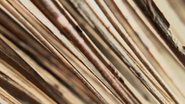 Kahverengi renk kuru bambu yaprağı arka plan. Bambu yaprağı yapışır.