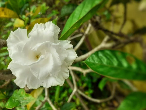 草の上に白いクレープジャスミンの花 Tabernaemontana Divaricata画像 — ストック写真