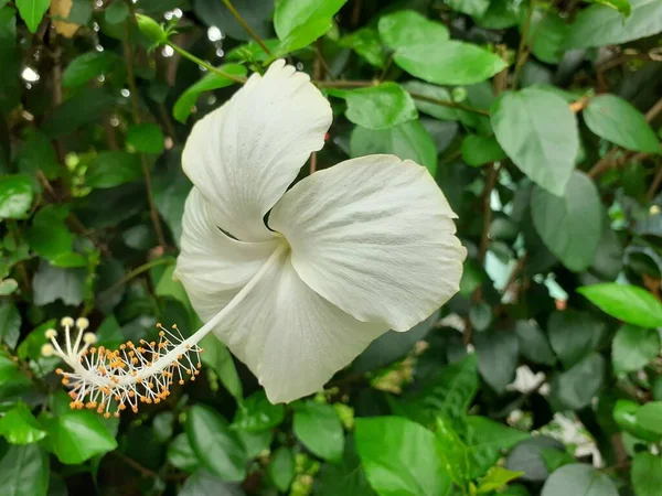 Hibiscus Blanc Fleur Chaussurenoirplante Dans Jardin Rose Chinoise Image — Photo