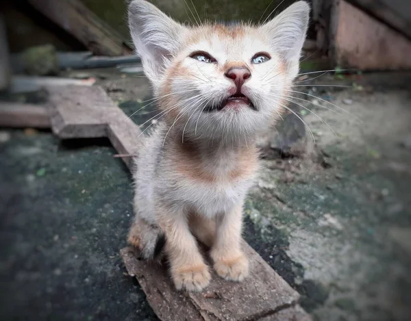Ein Grau Gefärbtes Süßes Kätzchen Das Auf Den Kopf Schaut — Stockfoto