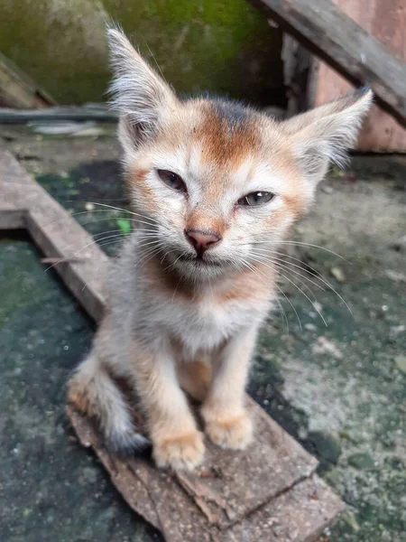 Gatinho Bonito Cor Cinza Olhando Diretamente Para Câmera Imagem Gato — Fotografia de Stock