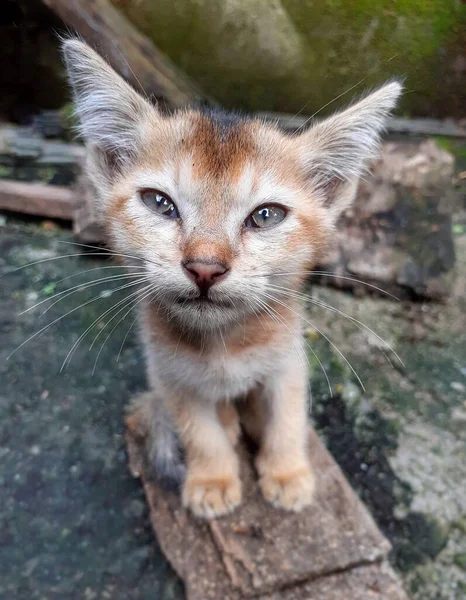 Szary Kolor Ładny Kotek Patrząc Prosto Aparat Indyjski Zwierzę Kot — Zdjęcie stockowe