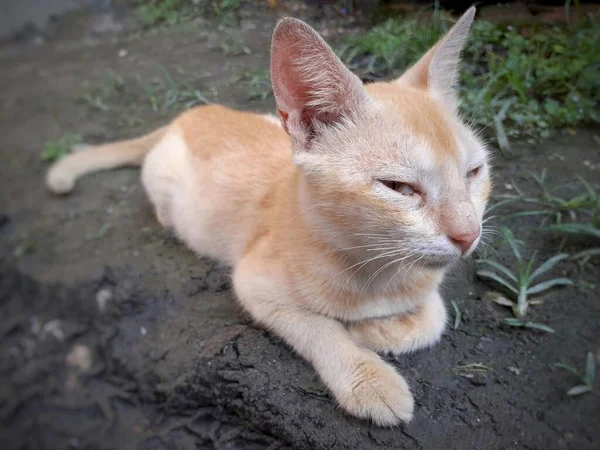 Gato Cor Amarela Sentado Pacificamente Chão Imagem Gato Animal Estimação — Fotografia de Stock