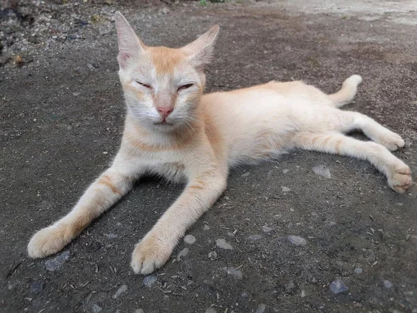 Gato Cor Amarela Sentado Pacificamente Chão Imagem Gato Animal Estimação — Fotografia de Stock