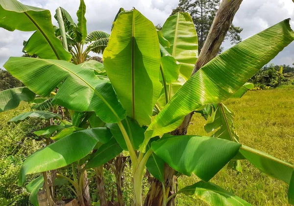 Small banana plant. Indian banana tree image. This is very useful tree. In india, people uses banana tree in many festivals and religions activities.