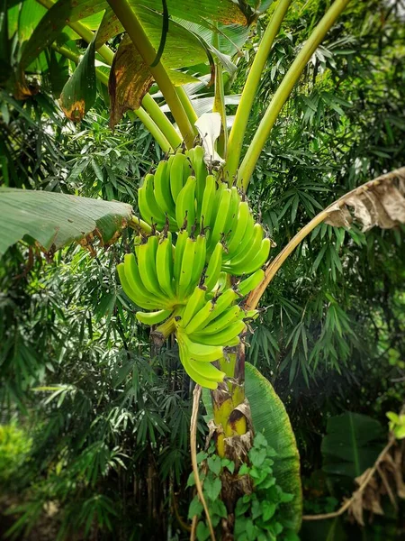 Unripe banana hanging on the banana tree. Indian banana tree image. Unripe banana can be also eaten as vegetable. There are different ways to eat unripe bananas.