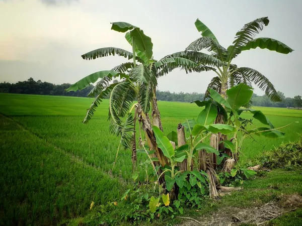 Bananeira Perto Campo Arroz Imagem Bananeira Indiana Uma Árvore Muito — Fotografia de Stock