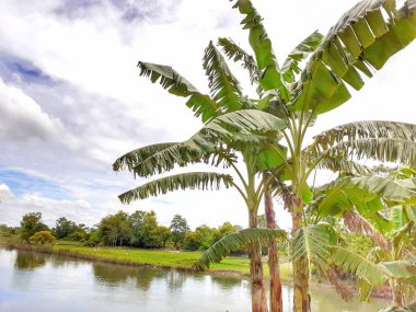 Muz ağacı nehrin yanında. Hint muz ağacı resmi. Çok kullanışlı bir ağaç.. 