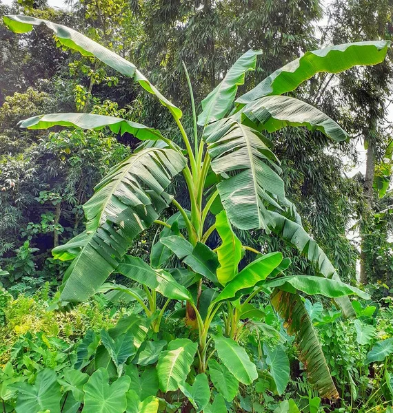Banana tree in the forest. Indian banana tree image. It is a very useful tree.
