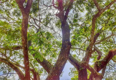 Mavi gökyüzü arka planında bir ağacın delikleri.