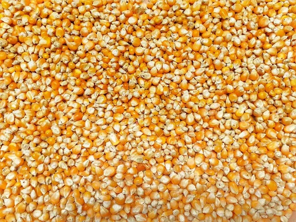黄トウモロコシ又はトウモロコシの種子穀物の食感 — ストック写真
