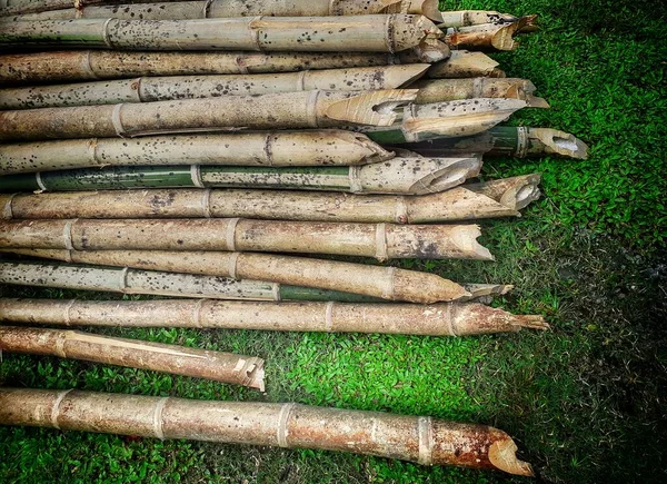 Suché Bambusové Stonky Zelené Trávě Indické Bambusové Stonky — Stock fotografie