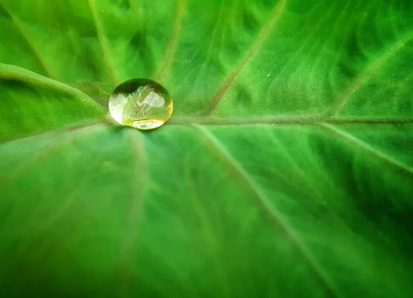Gota Água Doce Uma Folha Esculenta Colocasia Verde — Fotografia de Stock