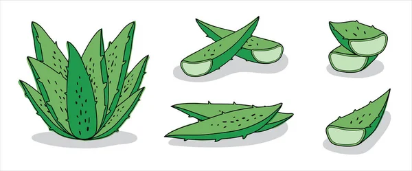 Set Vettoriale Aloe Vera Disegnato Mano Sfondo Bianco — Vettoriale Stock