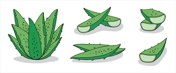 Aloe vera elle beyaz arka plan üzerinde çizilmiş vektör ayarla