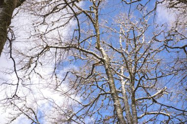 Gökyüzüne karşı beyaz karla kaplı ağaçlar. Doğal kış geçmişi.