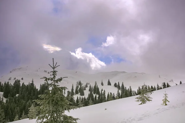 Świąteczny Krajobraz Świerkami Tle Wysokich Gór Dramatyczne Zachmurzone Niebo Karpaty — Zdjęcie stockowe