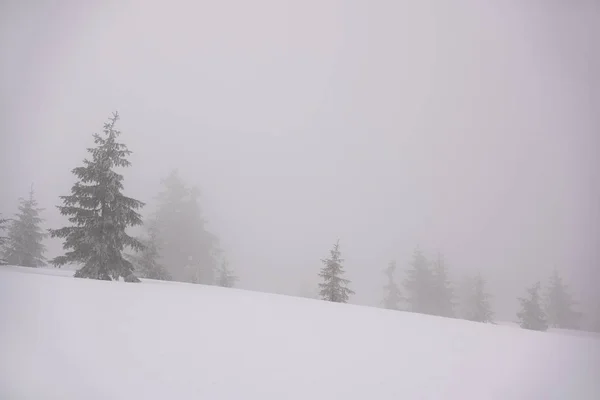 Paisaje Navideño Con Abetos Niebla Hermoso Fondo Invierno Marmarosh Ridge — Foto de Stock