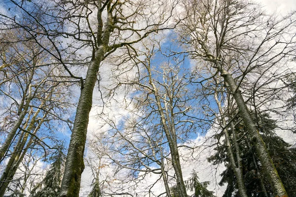 Árboles Cubiertos Nieve Blanca Contra Cielo Fondo Natural Invierno — Foto de Stock