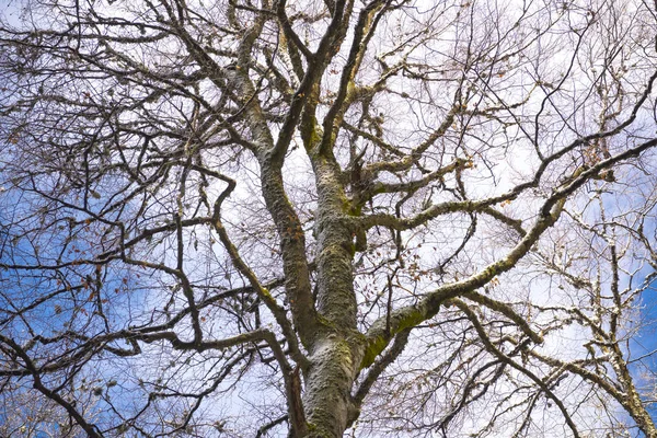 白雪覆盖的树木在天空中 自然冬季背景 — 图库照片