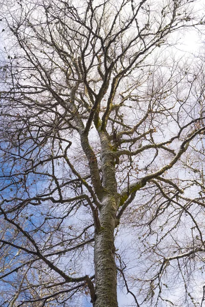 Trees Covered White Snow Sky Natural Winter Background — Stock Photo, Image