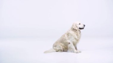 Sevimli Golden Retriever beyaz topu yakalıyor 