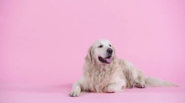 Tatlı safkan Golden Retriever pembe üzerinde yatıyor. 