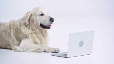 Sevimli Golden Retriever beyaz dizüstü bilgisayarın yanında yatıyor. 