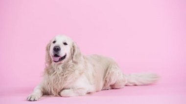 tapılası ve safkan Golden Retriever pembenin üzerinde yatıyor 