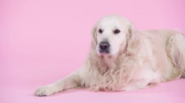 Safkan Golden Retriever pembenin üzerinde yatıyor 