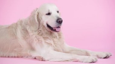 Şirin ve safkan Golden Retriever pembenin üzerinde tek başına yatıyor. 