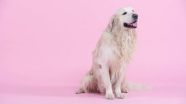 Şirin ve safkan Golden Retriever pembenin üzerinde oturuyor 