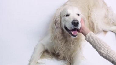 Beyaz köpek üzerinde Golden Retriever 'a dokunan kadın görüntüsü 
