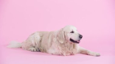 Tatlı Golden Retriever, pembenin üzerinde, fotokopi alanı ile yatıyor.
